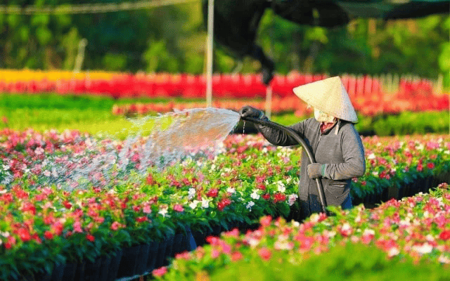 Làng Hoa Sa Đéc Mùa Nào Cũng Đẹp, Tour Đồng Tháp, Cần Thơ 2 Ngày 1 Đêm Đừng Bỏ Lỡ!