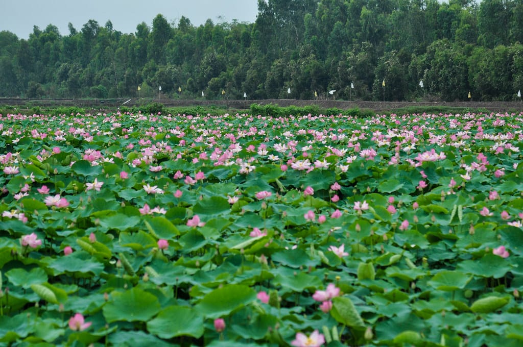 Tour Miền Tây 2N1Đ Hoàn Hảo, Khám Phá Chợ Nổi Cái Bè - Đồng Tháp Miệt Vườn - Chợ Quê Tân Thuận Đông Tái Hiện Chợ Xưa Đầy Hấp Dẫn!